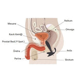 Anal & Prostat Stimulator 7 Farklı Titreşimli Anal Plug P-Spot Vibratör - 13002 Anal & Prostat Stimulator 7 Farklı Titreşimli Anal Plug P-Spot Vibratör - 13002