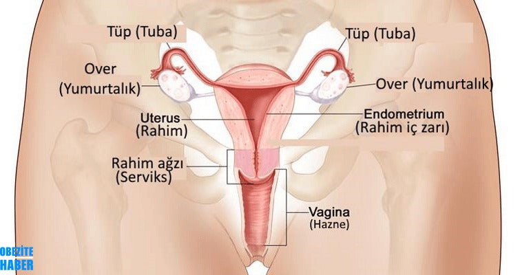 G Noktası Nerededir?